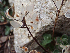 Draba asterophora asterophora