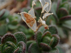 Draba asterophora asterophora