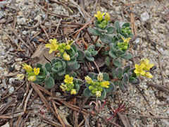Draba asterophora asterophora