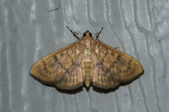 Psara obscuralis