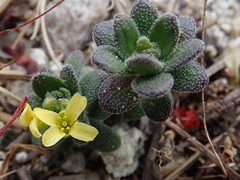 Draba asterophora asterophora