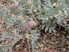 Astragalus austiniae
