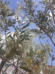 Magnoliopsida