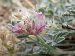 Astragalus austiniae