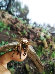 Gonimbrasia belina