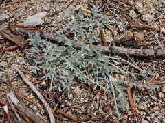 Astragalus austiniae
