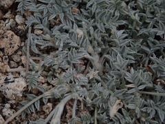 Astragalus austiniae