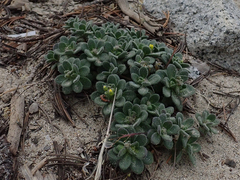 Draba asterophora asterophora