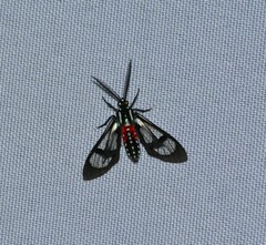 Poecilosoma eone