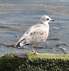 Larus argentatus