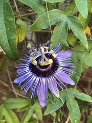 Passiflora amethystina × caerulea