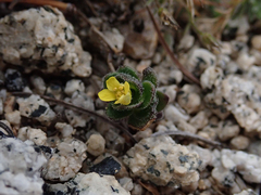Draba asterophora asterophora