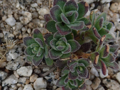 Draba asterophora asterophora