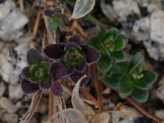 Draba asterophora asterophora