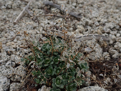 Draba asterophora asterophora