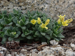 Draba asterophora asterophora