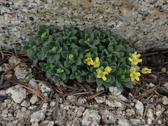 Draba asterophora asterophora