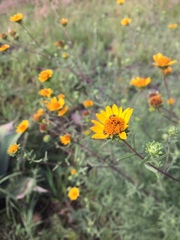 Aldama linearis