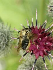 Megachile ligniseca