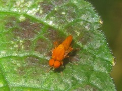 Agathomyia wankowiczii