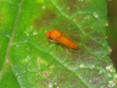 Agathomyia wankowiczii