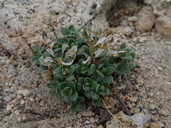 Draba asterophora asterophora