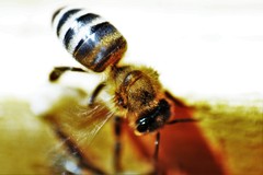 Apis mellifera
