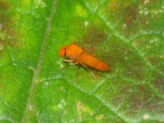 Agathomyia wankowiczii