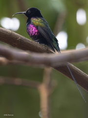 Nectarinia purpureiventris