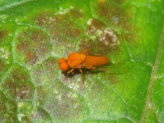 Agathomyia wankowiczii