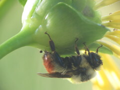 Bombus rufocinctus