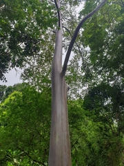 Eucalyptus deglupta