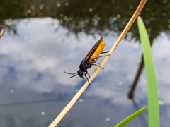 Arge pagana stephensii