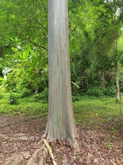 Eucalyptus deglupta