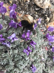 Bombus natvigi