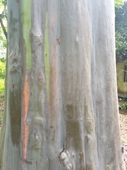 Eucalyptus deglupta
