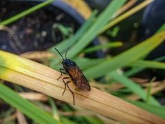 Arge pagana stephensii