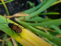 Arge pagana stephensii