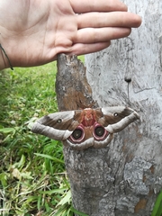 Gonimbrasia belina