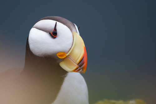 Horned Puffin photographed in Alaska