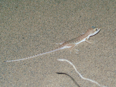 Crossobamon eversmanni