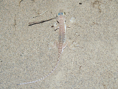 Crossobamon eversmanni