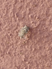 Mythimna languida