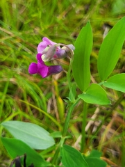 Lathyrus linifolius