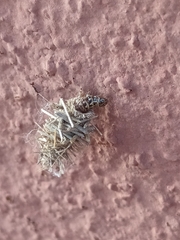 Mythimna languida