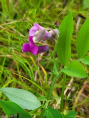 Lathyrus linifolius