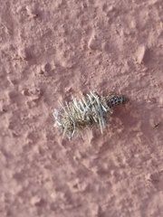 Mythimna languida