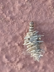 Mythimna languida