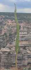 Agave utahensis