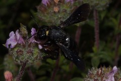 Xylocopa
